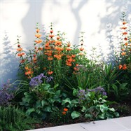 Colourful feature planting to garden beds.