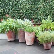 Fresh herbs planted in terracotta pots for adding to your culinary delights. 