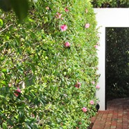  Simple Camellia hedge with rustic brick path